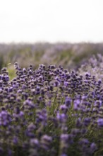A tranquil lavender field in full bloom with delicate purple flowers stretching to the horizon. A