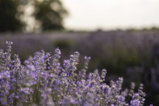 A stunning view of a lavender field in soft evening light. The scene captures the tranquility and