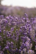 A mesmerizing lavender field displays its vibrant purple blooms, creating a serene and fragrant