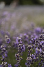A lavender field in full bloom, showcasing vibrant purple flowers. The gentle blur in the