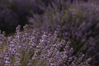 A stunning close up of a lavender field in full bloom, showcasing the vibrant purple flowers and