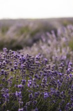 A picturesque lavender field in full bloom, captured under a clear sky at sunset. The purple
