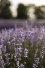 A picturesque lavender field at sunset, capturing the serenity and natural beauty of blooming