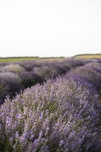 A serene lavender field stretches endlessly under a clear sky, showcasing vibrant purple hues. This