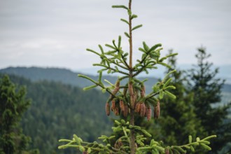 Close-up of pine cones on a tree against the backdrop of the forest-covered hills in Bachledka,