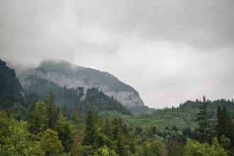 A serene view of a mist-shrouded mountain peak above a lush forest in Bachledka, Slovakia, near
