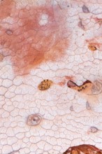 This image showcases an abstract and vibrant pattern of cracked rocks with contrasting red and