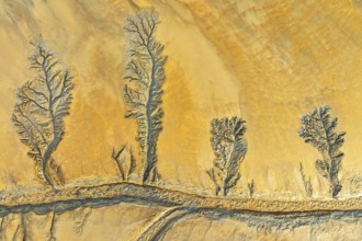 Explore intricate fractal patterns in natural mud textures, displaying an artistic blend of lines