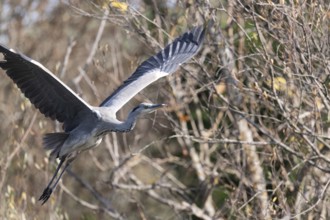 A graceful heron soars through the air with its wings fully extended, set against a backdrop of