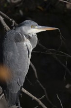 A close-up shot of a heron perched on a tree branch, highlighting its elegant feathers and sharp