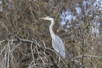 A graceful heron stands perched on intertwined branches, surrounded by dense foliage, blending into
