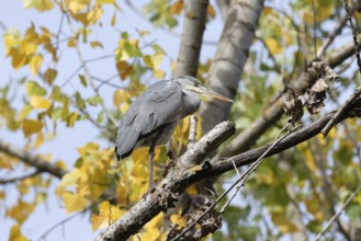 A heron balances gracefully on a tree branch surrounded by vibrant autumn leaves. The serene forest
