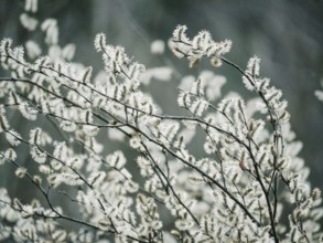 Close-up view of willow catkins against a soft, blurred background, highlighting nature's tranquil
