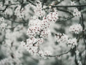 An ethereal display of delicate white blossoms, set against a soft gray backdrop, encapsulating the
