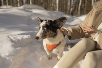 A cropped unrecognizable woman enjoys a serene winter walk in the forest with her Border Collie.