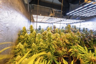 Indoor cannabis plantation showcasing dense marijuana plants under high-efficiency LED lights in a