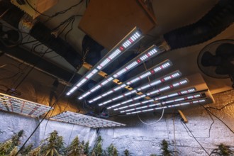 Advanced cannabis cultivation setup featuring high-efficiency LED lights hung above healthy