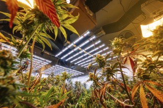 Wide angle view of a modern indoor marijuana plantation. The photo showcases vibrant cannabis