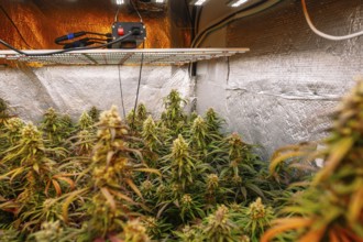 An indoor cannabis plantation with mature plants, featuring reflective insulating walls, LED grow