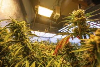 Lush cannabis plants flourishing under artificial lighting in an indoor marijuana farm, showcasing