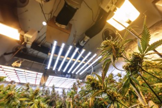 An indoor marijuana plantation illuminated by high-intensity artificial lights, showcasing rows of
