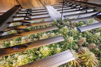 A professional indoor marijuana plantation showcasing lush cannabis plants under state-of-the-art