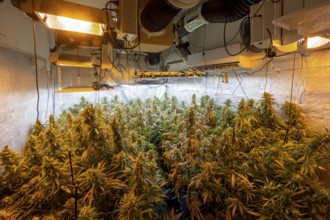 Dense marijuana plants under artificial high-intensity lights in an indoor growing operation,