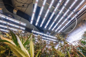 Low-angle view of a marijuana plantation under advanced LED lights, showing modern agriculture