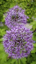 A detailed image showcasing the vibrant purple blooms of Allium Hollandicum, set against a natural