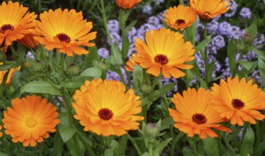 A bright and colorful display of Calendula officinalis, commonly known as Pot Marigold, showcasing