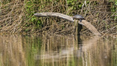 A serene scene featuring a turtle perched on a log surrounded by lush vegetation. The calm water
