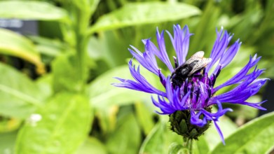 A bee gathers pollen on a sunny day from a striking purple Centaurea cyanus, commonly known as