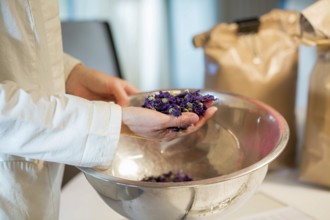 A person in a lab coat holds dried mallow flowers over a metal bowl, demonstrating the preparation