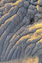 Aerial view of stunning white rock formations resembling waves in an arid landscape in White Pocket