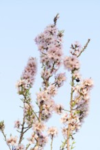 Delicate almond blossoms bloom under the soft afternoon light, set against a pristine blue sky,