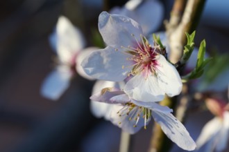 A delicate almond blossom captured in the soft glow of afternoon sunlight, highlighting its fine