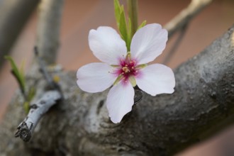 This image captures a delicate almond blossom in full bloom against a blurred background,