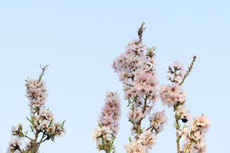 A serene portrait of almond blossoms in full bloom, captured against a soft blue sky during a