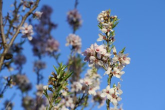 Close-up image of delicate almond blossoms against a clear blue sky, captured in the warm light of