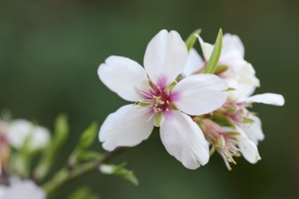 Delicate, white almond blossom captured in sharp focus against a soft green background