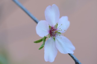 A delicate almond blossom blooms in the afternoon light, featuring soft white petals and vibrant