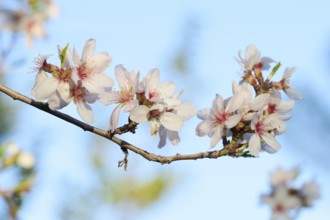 A close-up shot of delicate almond blossoms in full bloom, set against a serene blue sky background