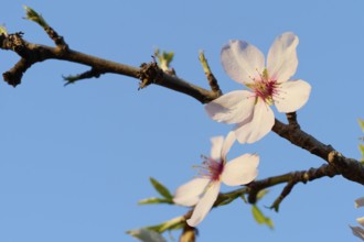 A detailed shot of delicate almond blossoms blooming under the vibrant afternoon sky, emphasizing