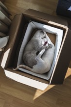 Two cats are snuggled together inside a cardboard box on a wooden floor, basking in sunlight. The
