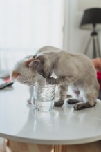 Two adorable kittens curiously explore a glass of water on a white table, creating a playful and
