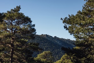 A serene landscape featuring a majestic mountain range framed by lush green pine trees under a