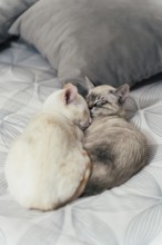 Two cozy cats snuggle together on a patterned bed, exuding warmth and tranquility. The soft colors