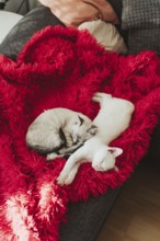 Two adorable kittens peacefully sleep on a vibrant red blanket draped over a cozy sofa. The soft