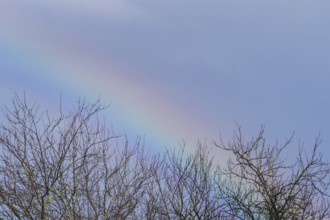 A delicate, colorful rainbow arches subtly above bare tree branches under a soft blue sky,