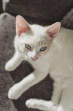A serene image of a white cat lounging on a cozy sofa, bathed in warm sunlight. The cat's blue eyes